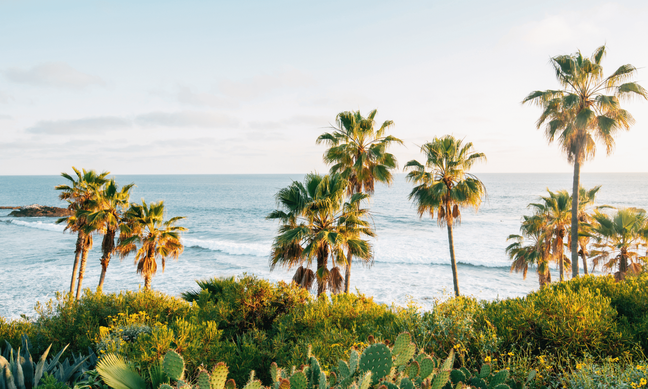 Trees and ocean